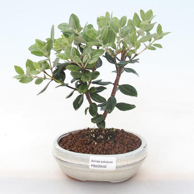 Kryty bonsai - Metrosideros excelsa PB220502 - 1
