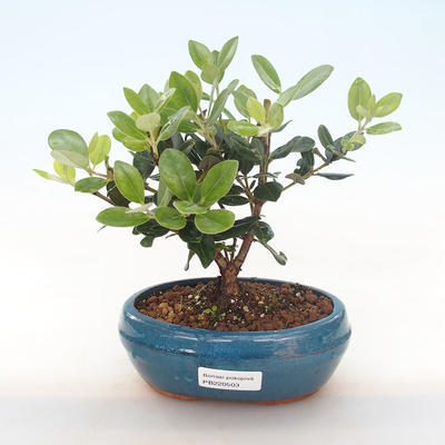 Kryty bonsai - Metrosideros excelsa PB220503 - 1