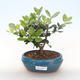 Kryty bonsai - Metrosideros excelsa PB220503 - 1/3