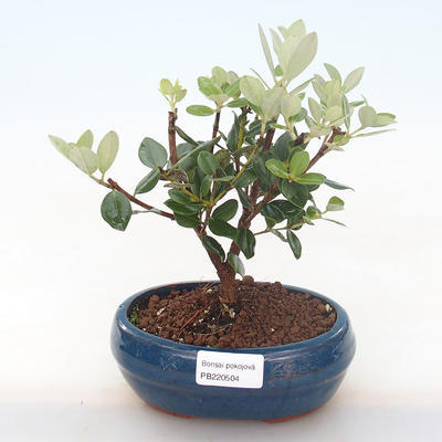 Kryty bonsai - Metrosideros excelsa PB220504 - 1