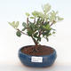 Kryty bonsai - Metrosideros excelsa PB220504 - 1/3