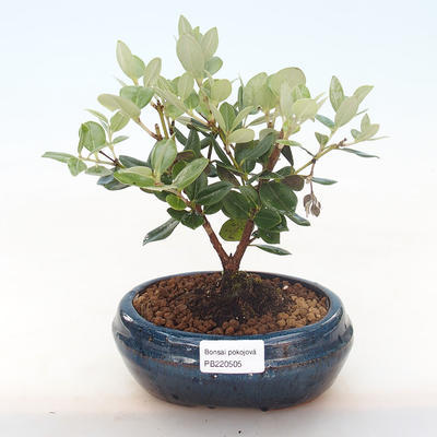 Kryty bonsai - Metrosideros excelsa PB220505 - 1
