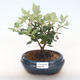 Kryty bonsai - Metrosideros excelsa PB220505 - 1/3