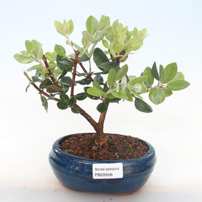 Kryty bonsai - Metrosideros excelsa PB220506 - 1