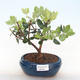 Kryty bonsai - Metrosideros excelsa PB220506 - 1/3