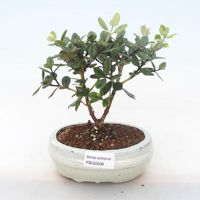 Kryty bonsai - Metrosideros excelsa PB220508 - 1