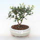 Kryty bonsai - Metrosideros excelsa PB220508 - 1/3