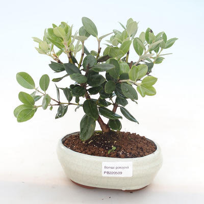 Kryty bonsai - Metrosideros excelsa PB220509 - 1