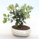 Kryty bonsai - Metrosideros excelsa PB220509 - 1/3