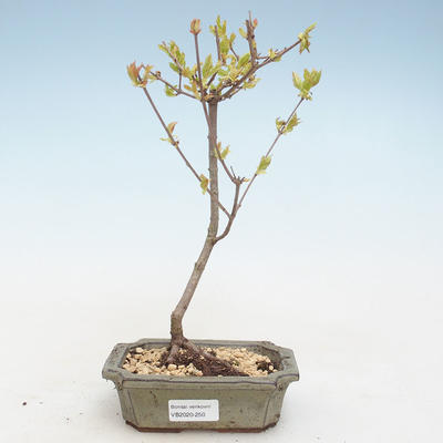 Outdoor bonsai - Acer ginala - Klon ognia VB2020-250