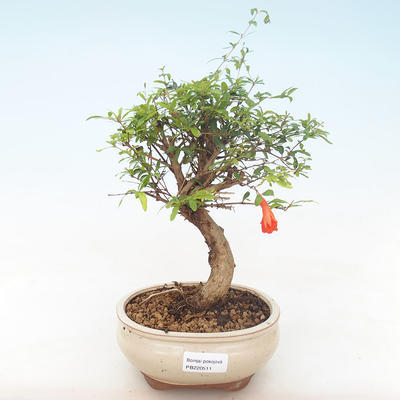 Kryty bonsai-PUNICA granatum nana-Pomegranate PB220511 - 1
