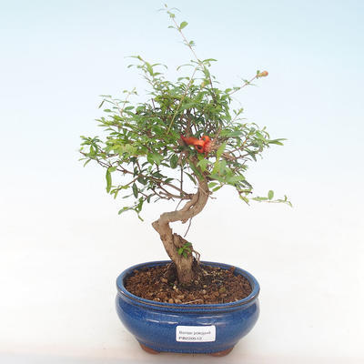 Kryty bonsai-PUNICA granatum nana-Pomegranate PB220512 - 1