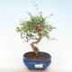 Kryty bonsai-PUNICA granatum nana-Pomegranate PB220512 - 1/3