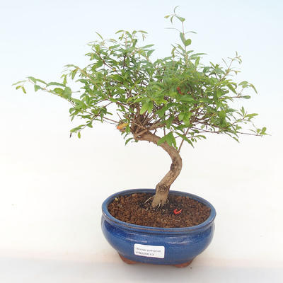 Kryty bonsai-PUNICA granatum nana-Pomegranate PB220513 - 1