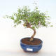 Kryty bonsai-PUNICA granatum nana-Pomegranate PB220513 - 1/3