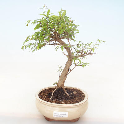 Kryty bonsai-PUNICA granatum nana-Pomegranate PB220514 - 1