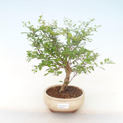 Kryty bonsai-PUNICA granatum nana-Pomegranate PB220515 - 1