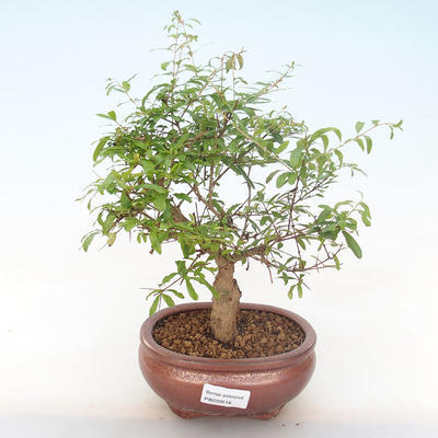 Kryty bonsai-PUNICA granatum nana-Pomegranate PB220516 - 1