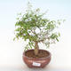Kryty bonsai-PUNICA granatum nana-Pomegranate PB220516 - 1/3