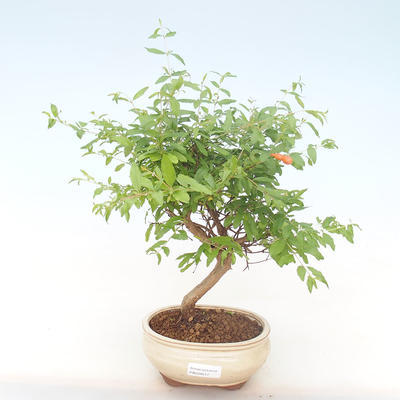 Kryty bonsai-PUNICA granatum nana-Granat PB220517 - 1