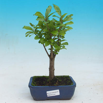 Pokój bonsai-Punica granatum nana-Granat - 1