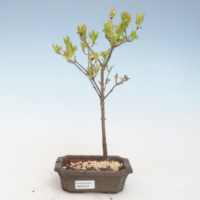 Outdoor bonsai - Acer ginala - Klon ognia VB2020-254
