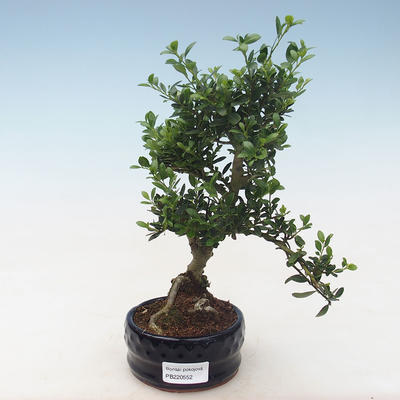 Kryty bonsai - Ilex crenata - Holly PB220552 - 1