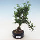 Kryty bonsai - Ilex crenata - Holly PB220552 - 1/2