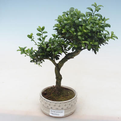 Kryty bonsai - Ilex crenata - Holly PB220553 - 1