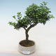 Kryty bonsai - Ilex crenata - Holly PB220553 - 1/2