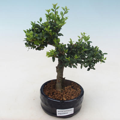 Kryty bonsai - Ilex crenata - Holly PB220554 - 1