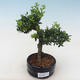 Kryty bonsai - Ilex crenata - Holly PB220554 - 1/2