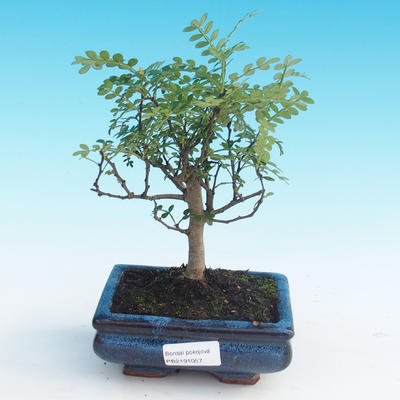 Indoor bonsai - Zantoxylum piperitum - Pepper Tree - 1