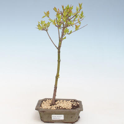 Outdoor bonsai - Acer ginala - Klon ognia VB2020-257