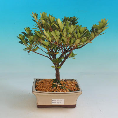Outdoor bonsai - Rhododendron sp. Z oo - Azalia różowa - 1
