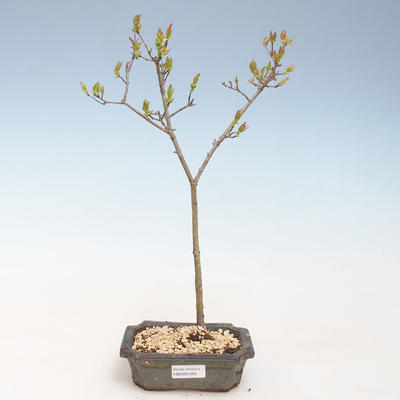 Outdoor bonsai - Acer ginala - Klon ognia VB2020-259