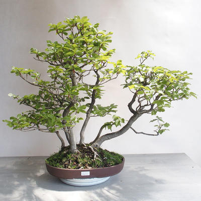 Outdoor bonsai - Fagus sylvatica - buk europejski - 1
