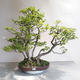 Outdoor bonsai - Fagus sylvatica - buk europejski - 1/5