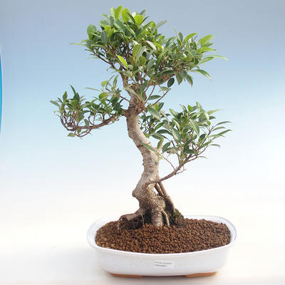 Kryty bonsai - Ficus retusa - ficus mały liść PB220603 - 1