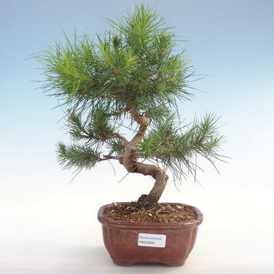 Kryty sosna bonsai-Pinus halepensis-Aleppo PB220604