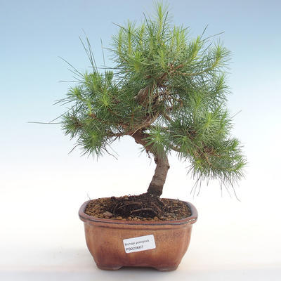 Kryty sosna bonsai-Pinus halepensis-Aleppo PB220607