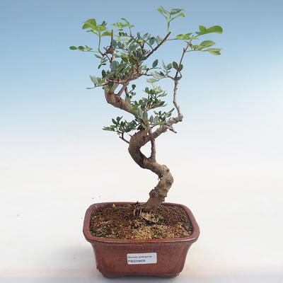 Kryty bonsai-pistacja PB220609 - 1