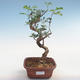 Kryty bonsai-pistacja PB220609 - 1/3