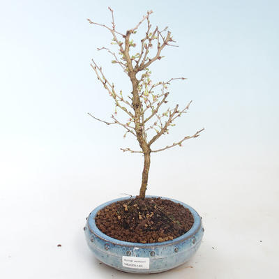 Outdoor bonsai - Prunus in Kojonno mai-Slivio - Śliwka VB2020-160 - 1