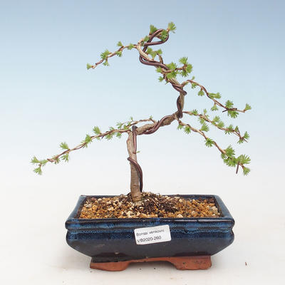 Outdoor bonsai - Larix decidua - Modrzew europejski VB2020-260