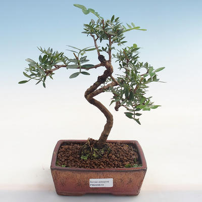 Indoor bonsai-Pistachio PB220610 - 1