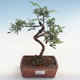 Indoor bonsai-Pistachio PB220610 - 1/3