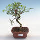 Indoor bonsai-Pistachio PB220612 - 1/3