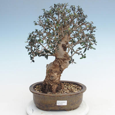 Kryty bonsai - Olea europaea sylvestris -Oliva Europejski mały liść PB220625 - 1