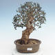 Kryty bonsai - Olea europaea sylvestris -Oliva Europejski mały liść PB220625 - 1/5